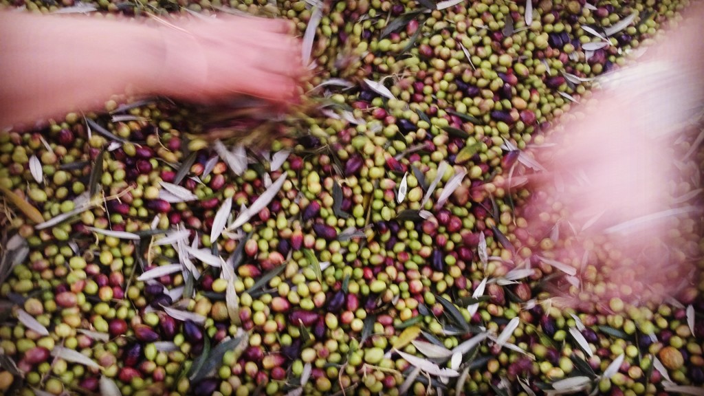 Olive oil harvest and oil tasting