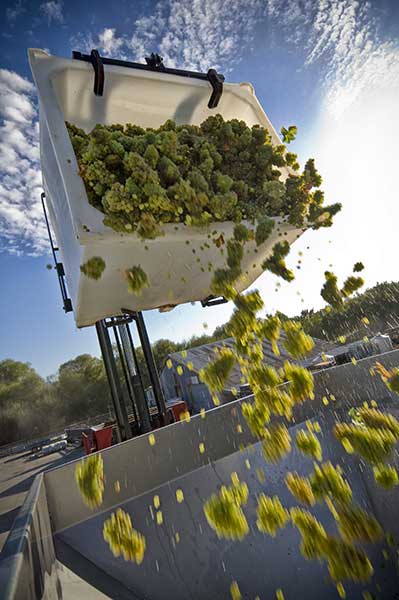 Marlborough Sauvignon Blanc freshly picked from the vineyard and unloaded at the winery.