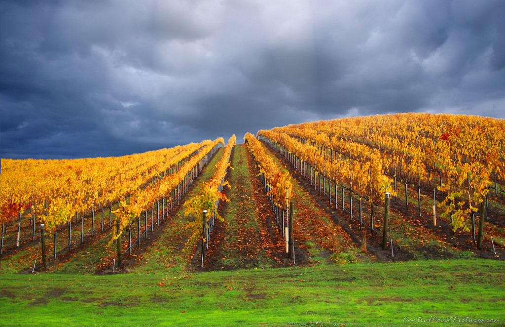 Vineyards in Autumn