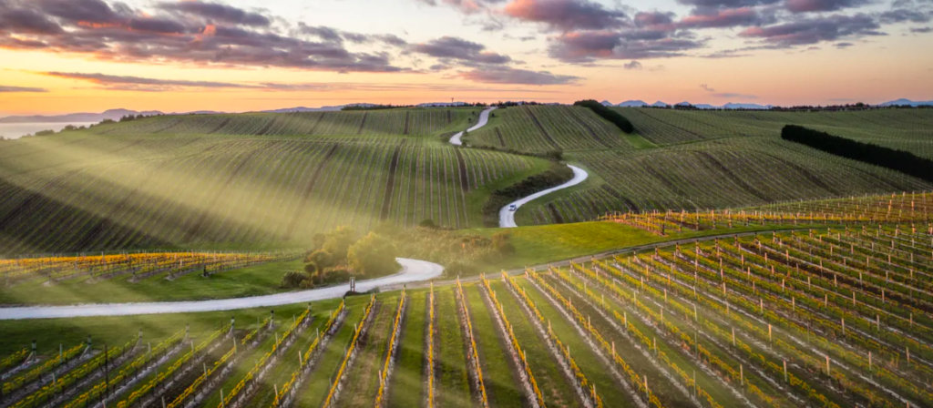 Vineyard sunset, Wine tour road though vineyard, Stunning Marlborough vineyard.