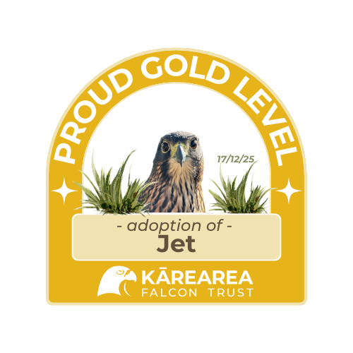 Gold sponsorship badge for Jet - a Kārearea, the New Zealand Falcon